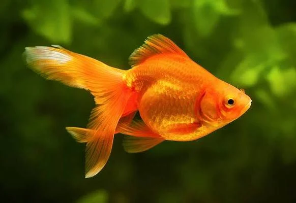 Gold fish