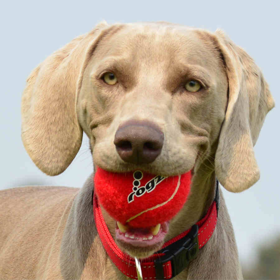 molecule ball dog toy