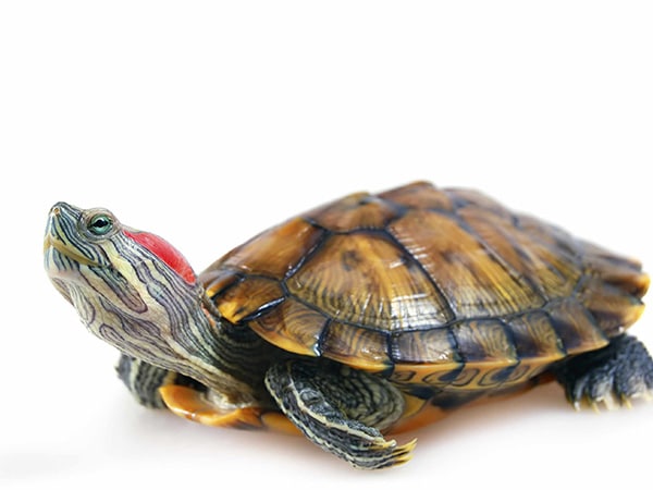 terrapin turtle pet